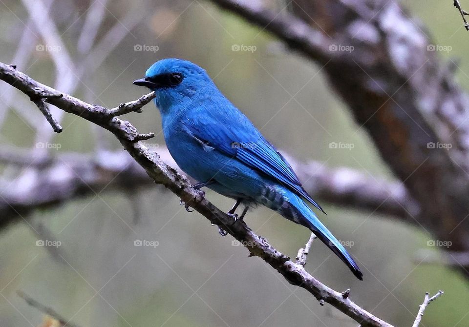 Beautiful and cute bird