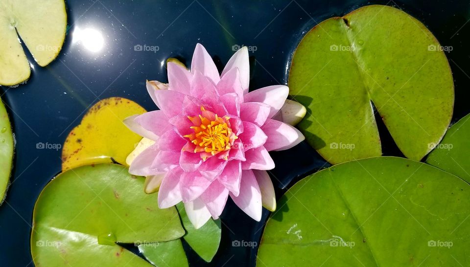 water lilly light pink