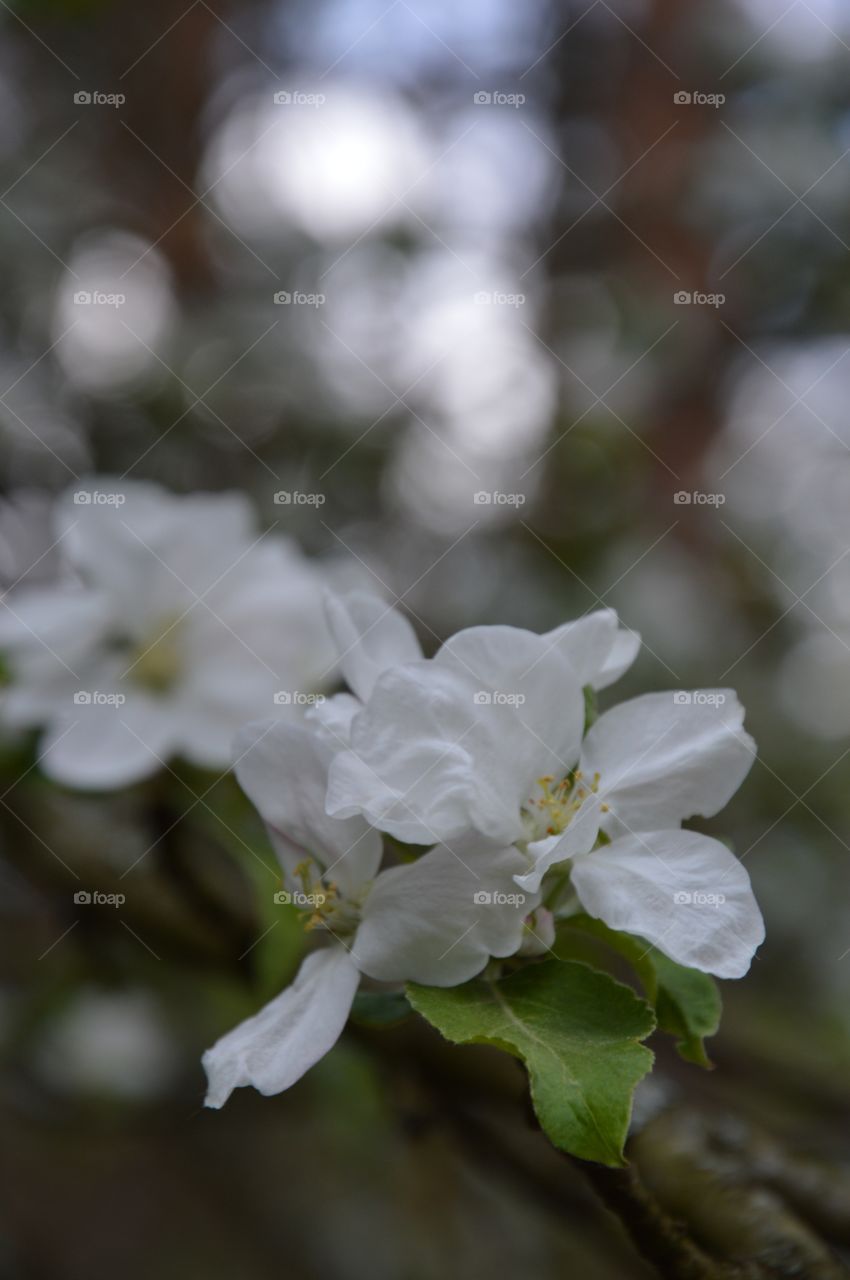 apple blossom at springtime