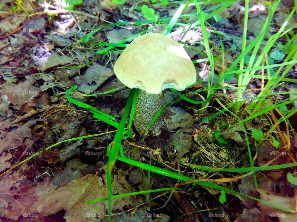 mushrooms in the forest