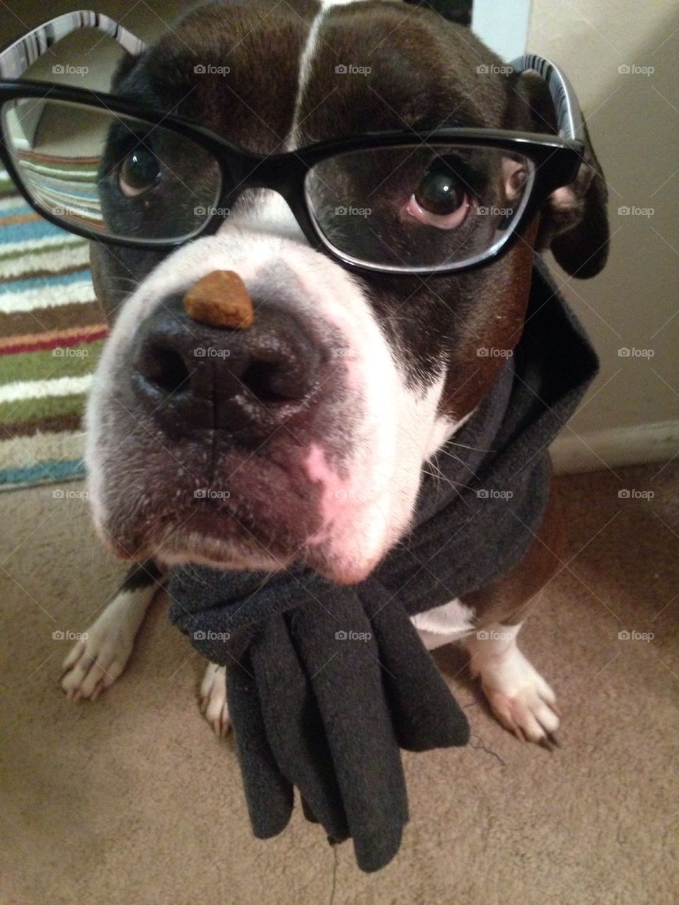 Hipster dog 