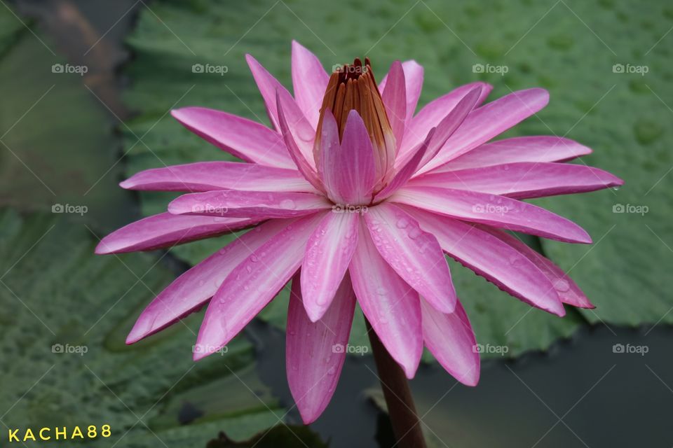 lotus