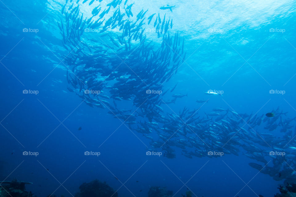 Diving with a school of Jackfish