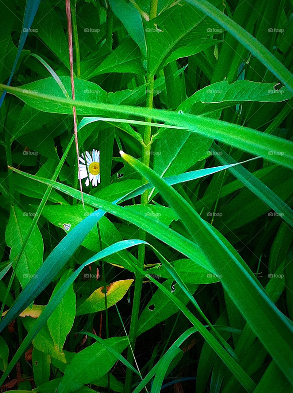 Peaking through the green