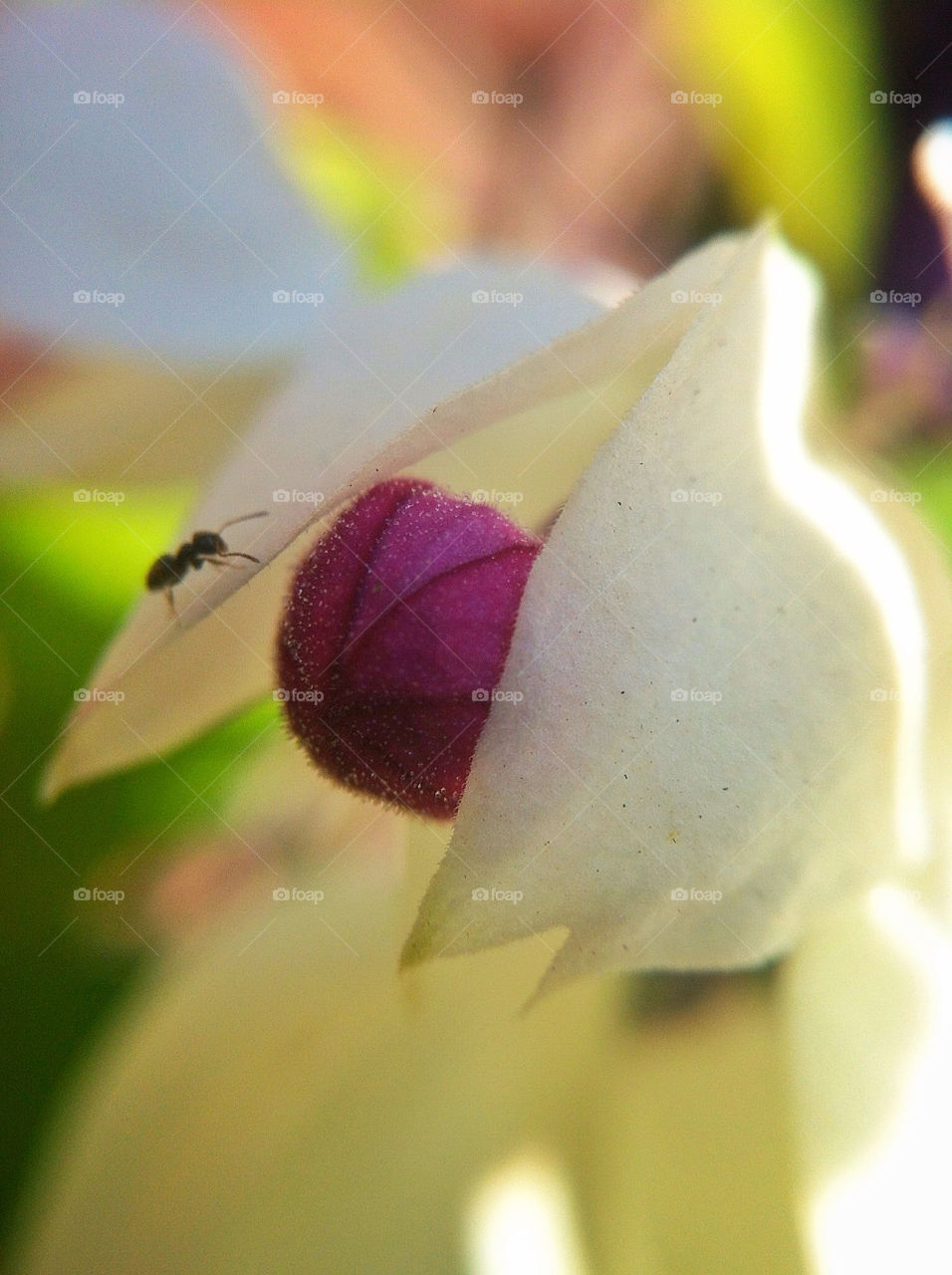 nature flower white purple by riksen