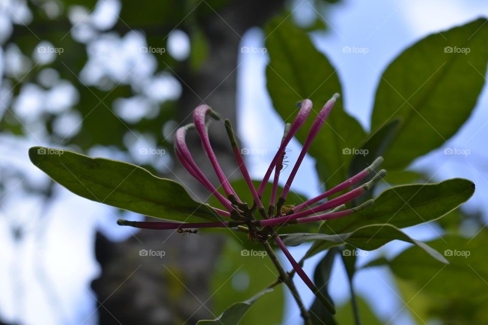 Honeysuckle