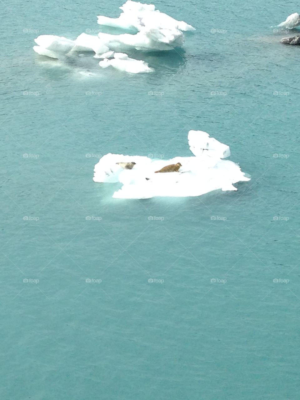 Seals on iceberg 