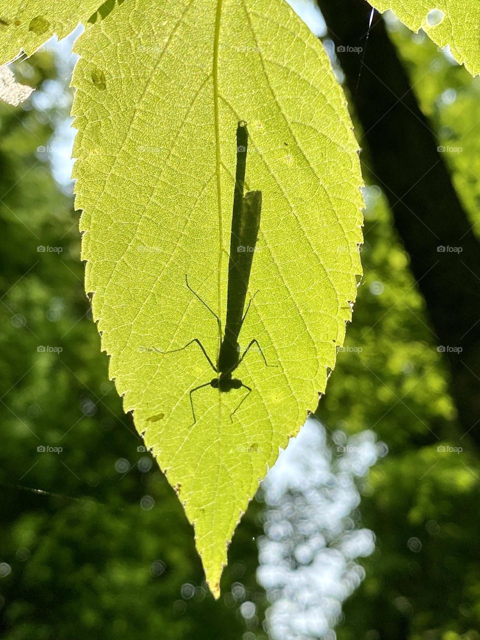 The shadow of a damselfly sitting on a leaf