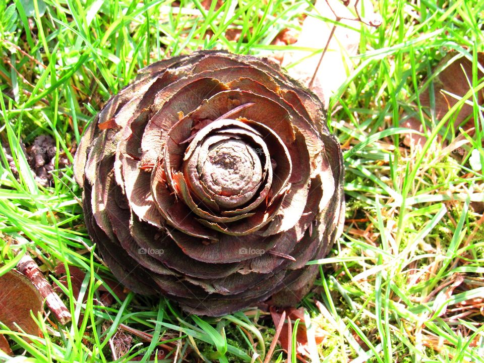 pine tree fruit