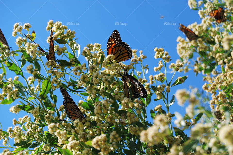 Monarch butterflies