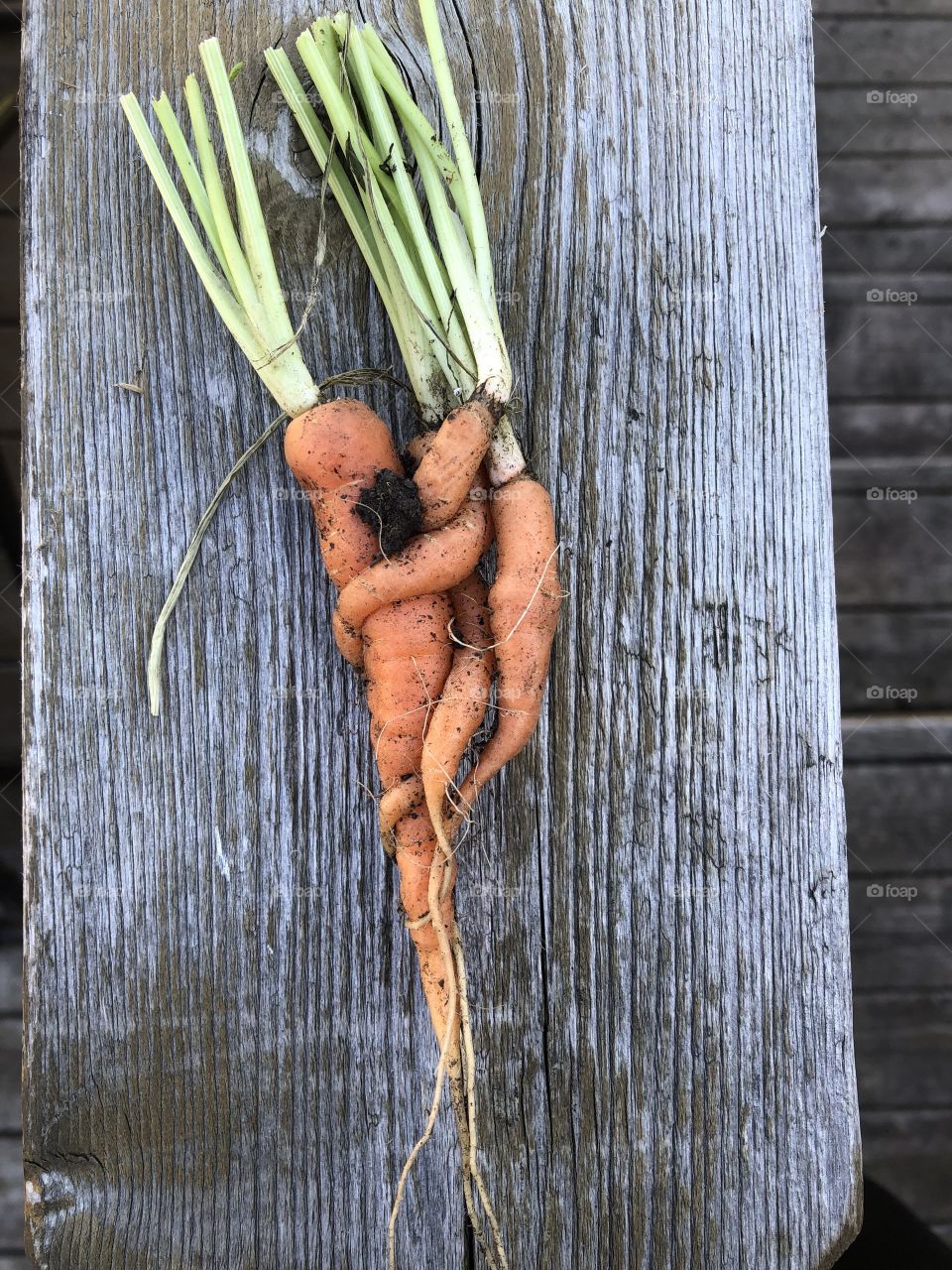 Carrots 