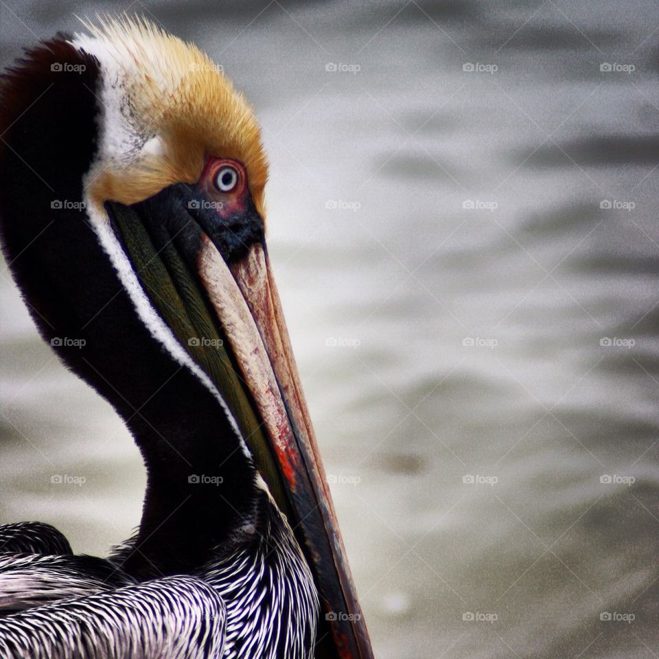 Pelican 