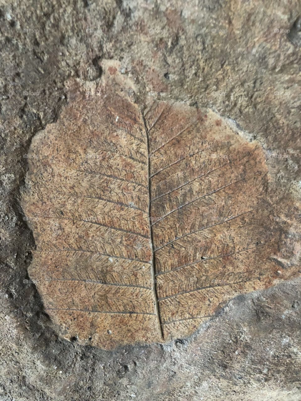 Fossil 