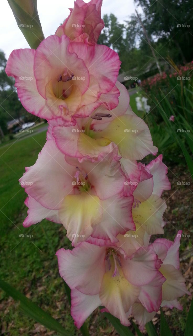 Glad for Gladiolas