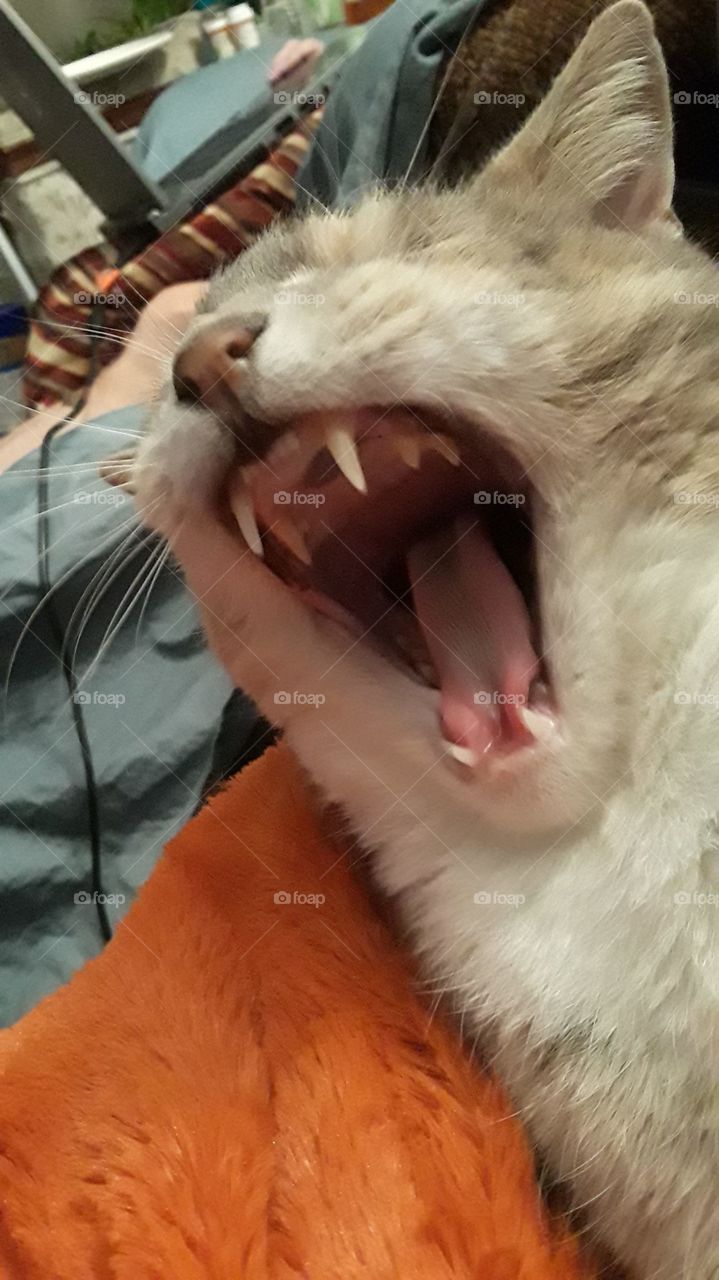 Beautiful tan and white cat.