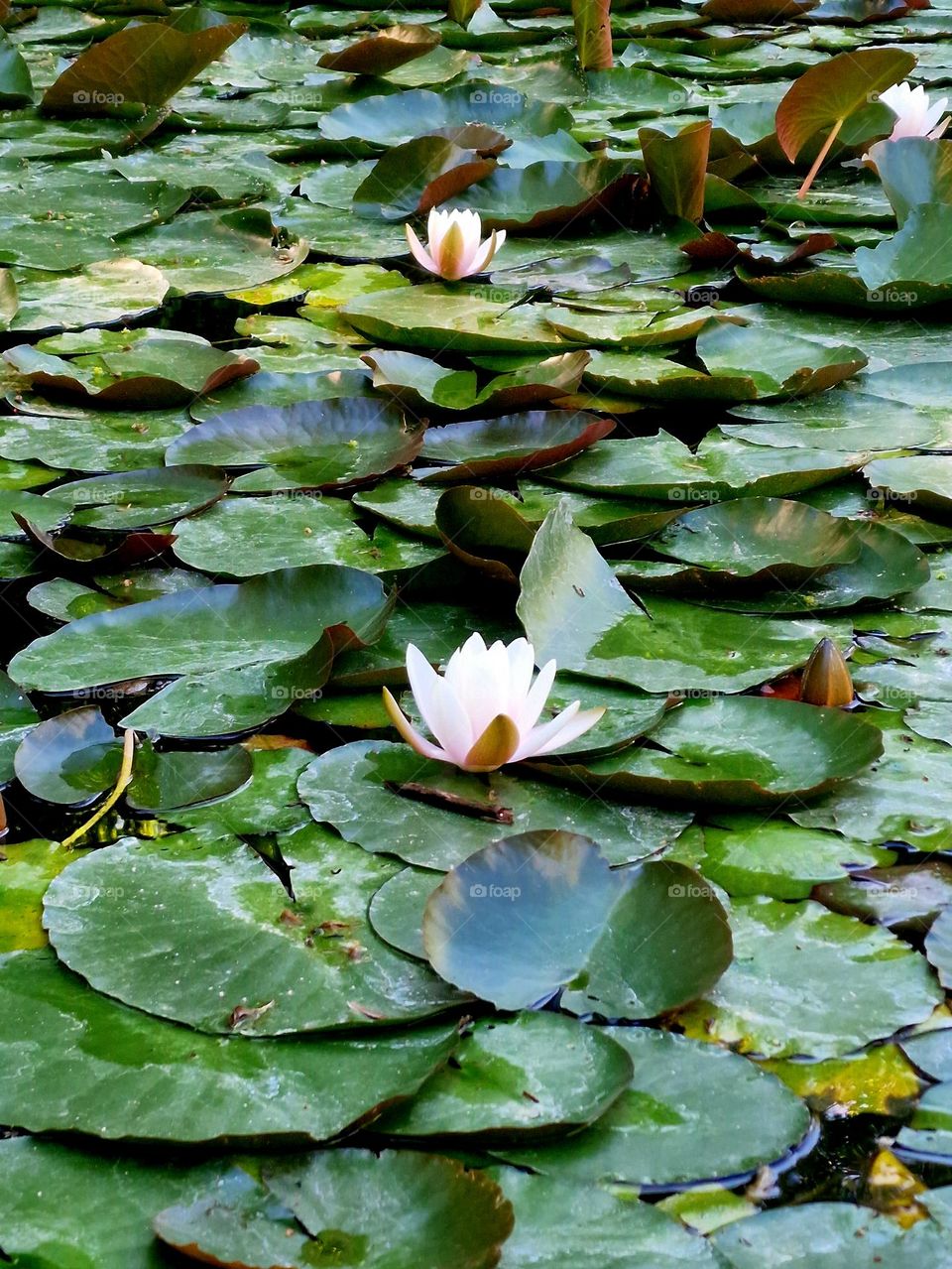 waterlilies