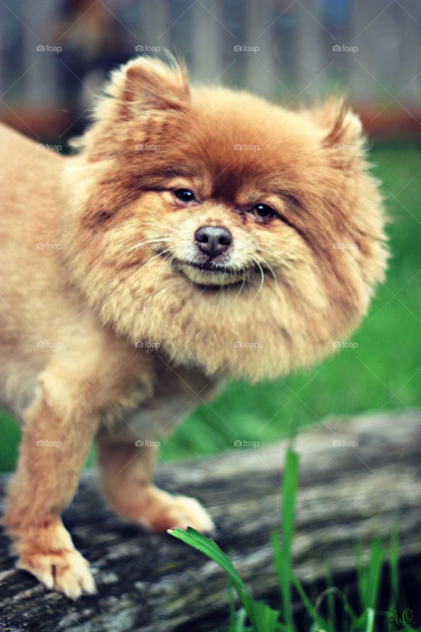 Sweet Pomeranian