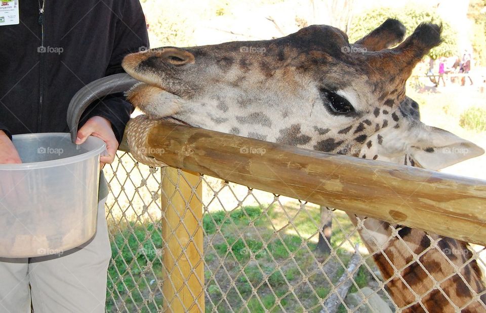 Big long tongue