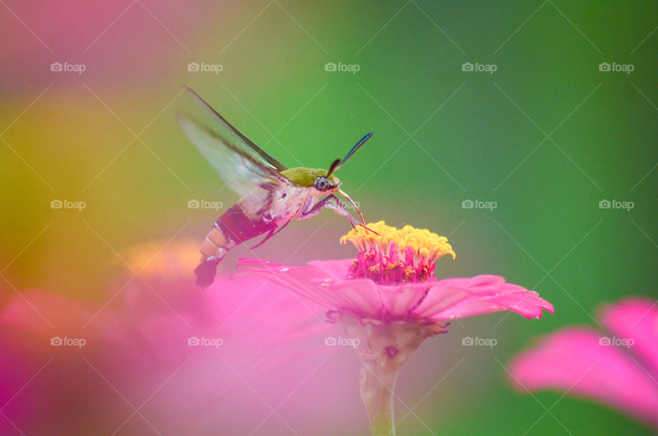 Broad-bordered bee hawk-moth get a nectar
