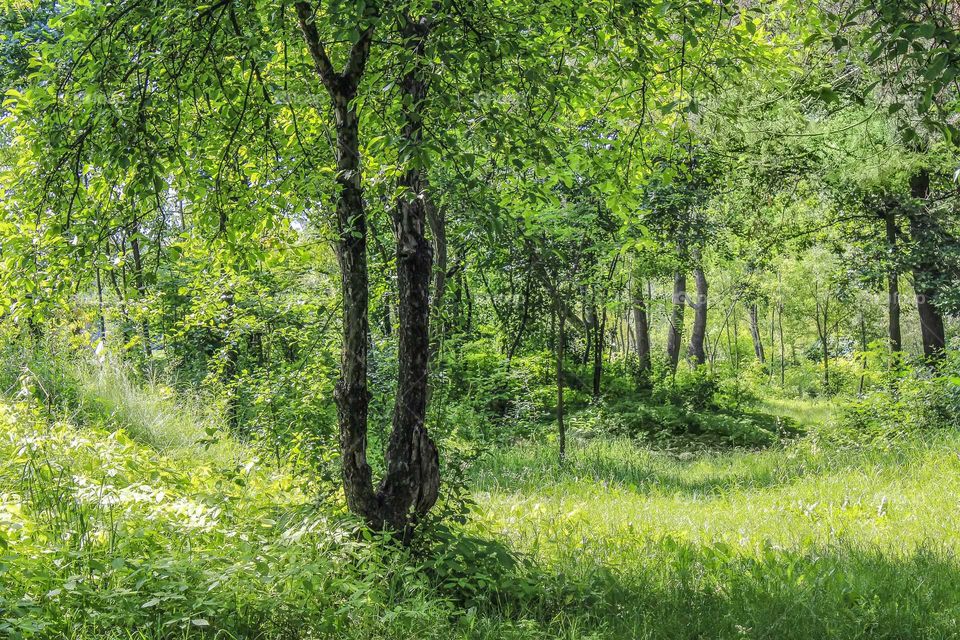 Magical summer forest