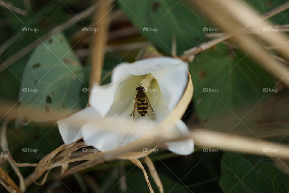 honey bee on a bindweed flower