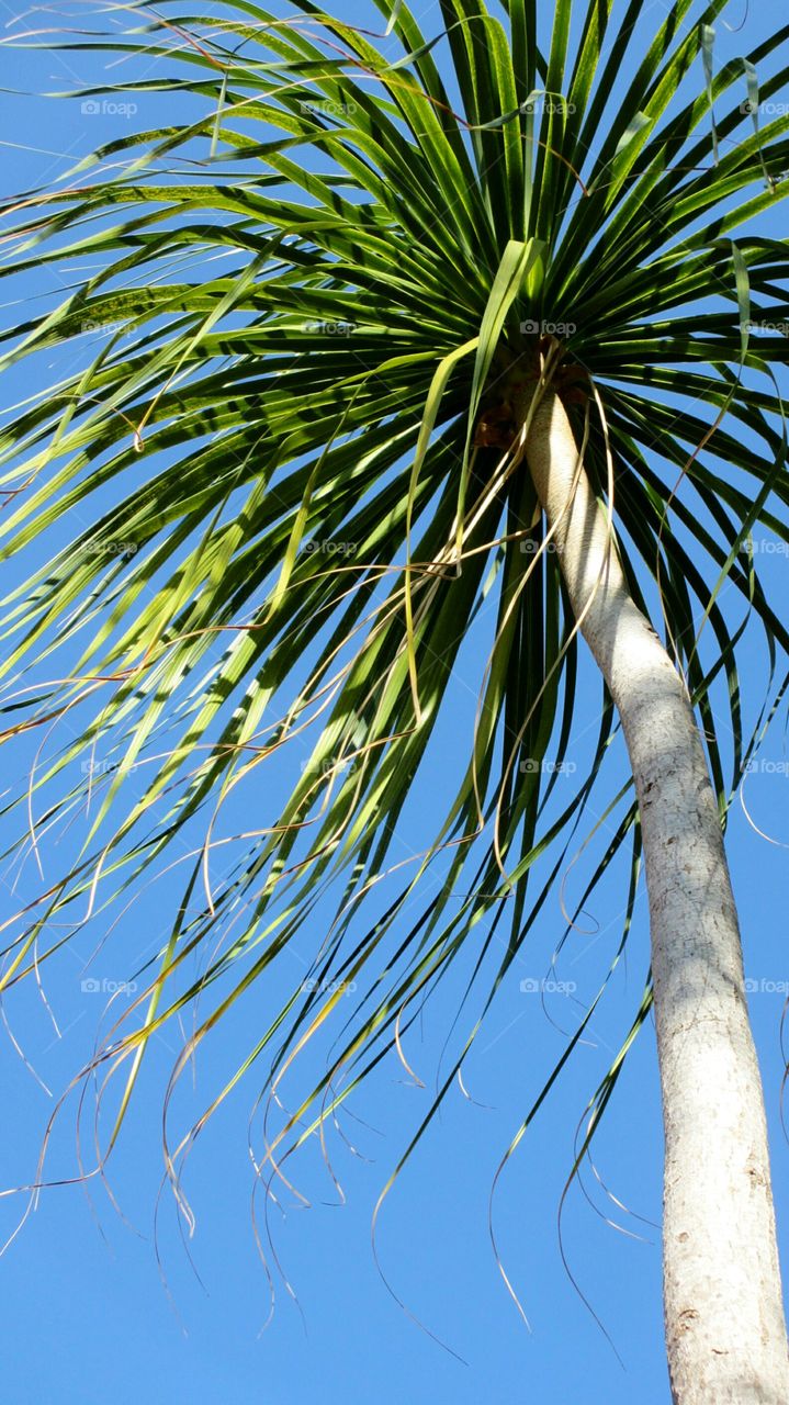 Low angle view of tree against clear sky