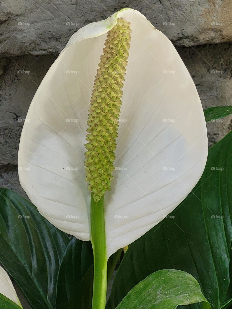 a white flower