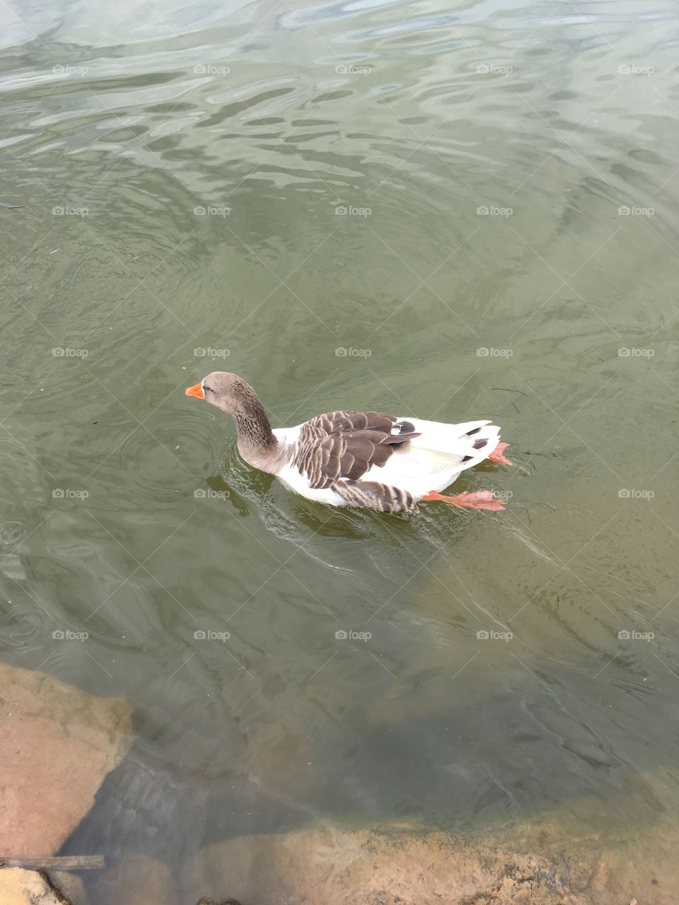 Um ganso - Um dia gostoso no Parque Botânico - tudo em família e com muito verde. Assim vale a pena ser feliz!