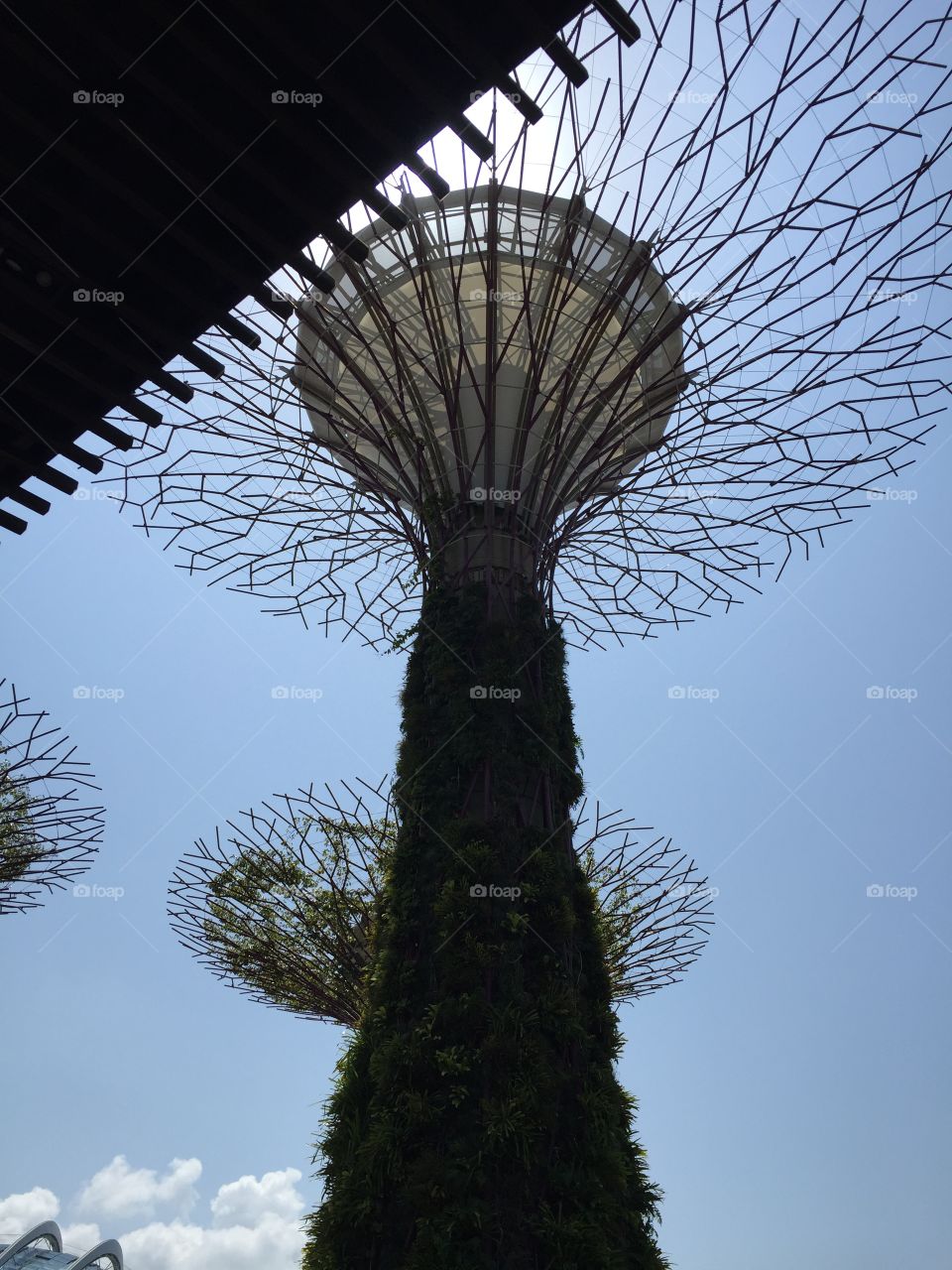 Tree in singapur