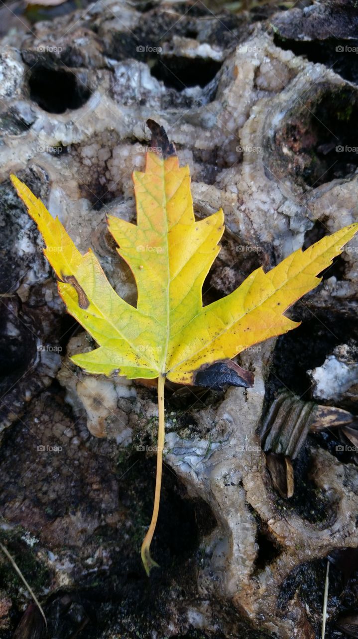 yellow leaf