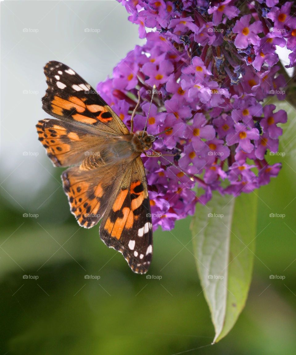 Butterfly on  Butterfly Bush.