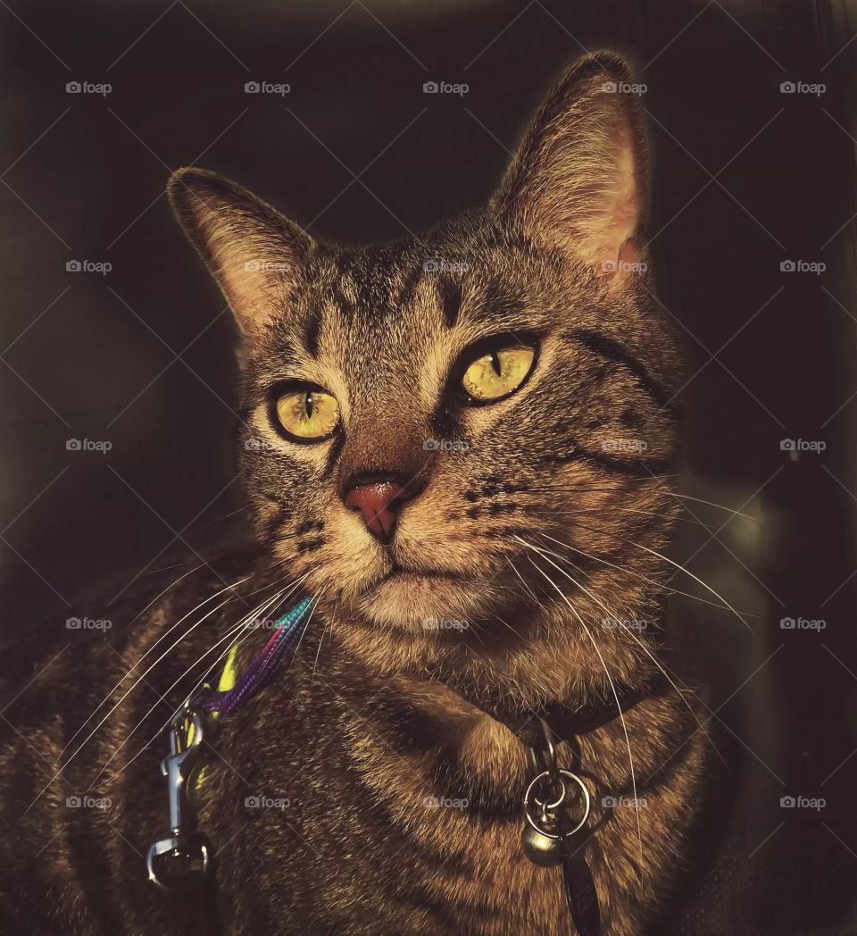 Lynni the model floofer 