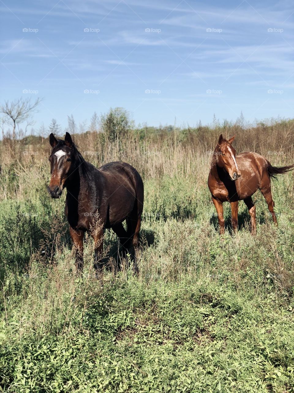 [Caballos en el campo argentino] una tarde de primavera en la naturaleza y vida animal.