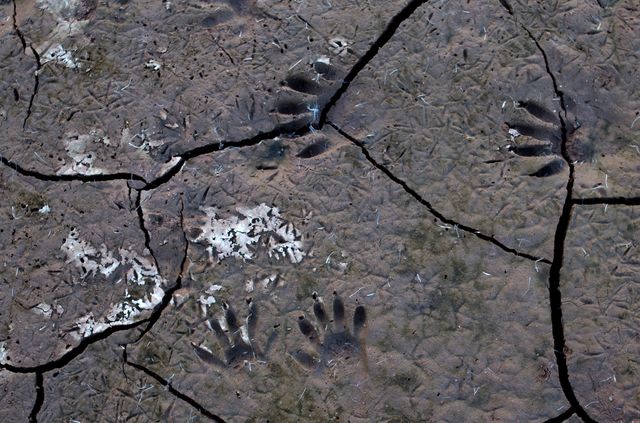 Raccoon Paw Prints