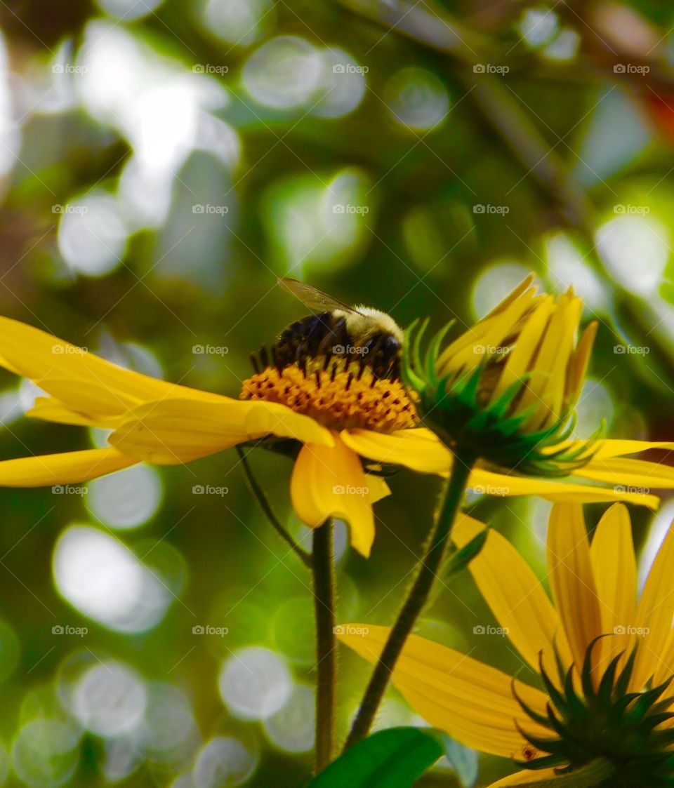 Close-up of bee pollinating on sunflower