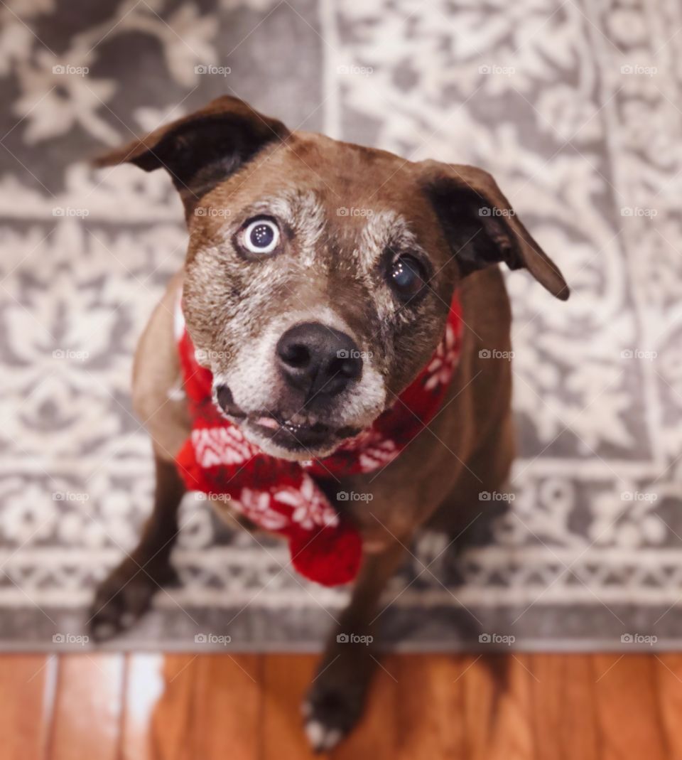 Luna and her new scarf 