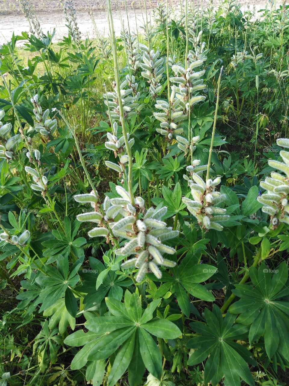 Семена люпина