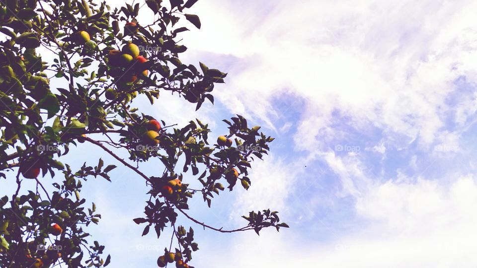 apples in the sky