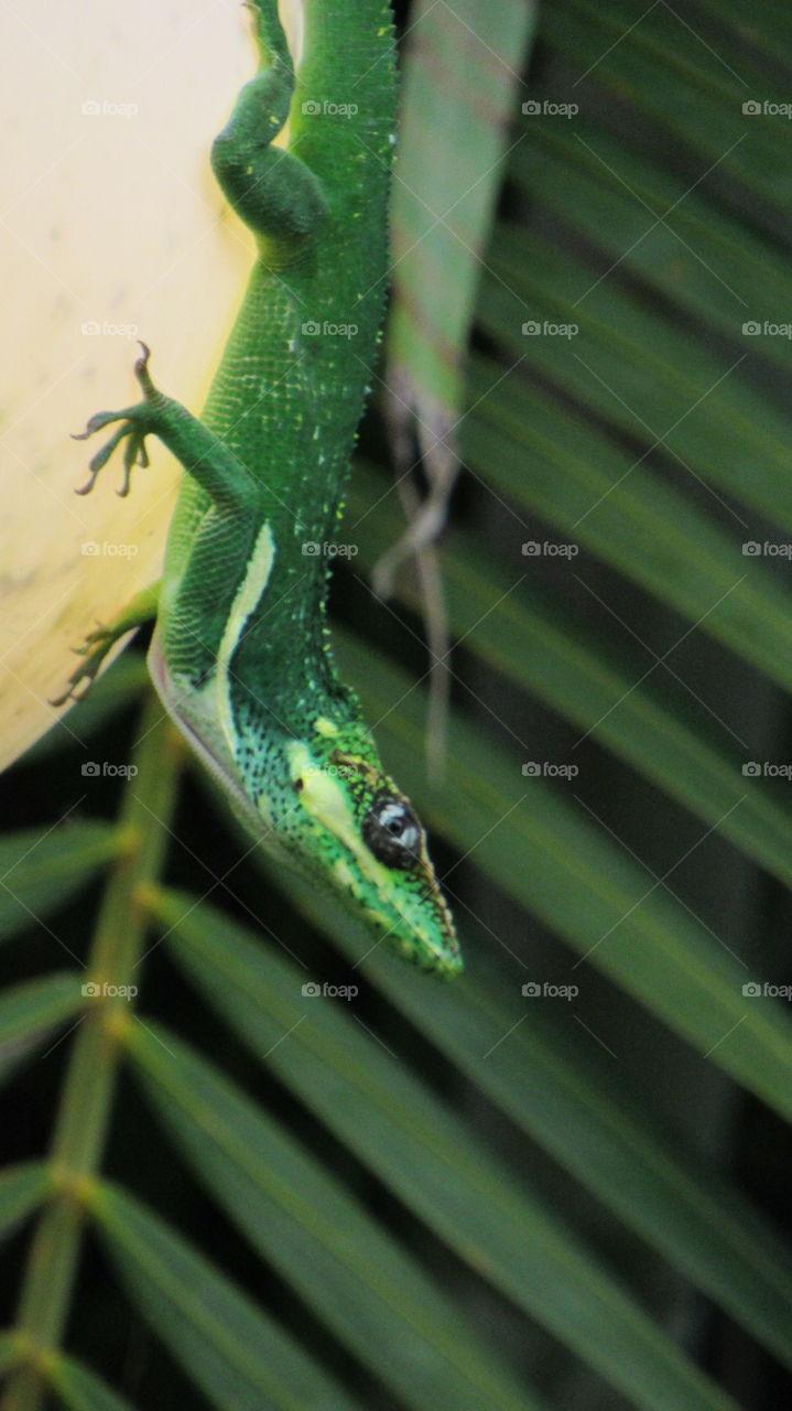 Cuban Anole Lizard