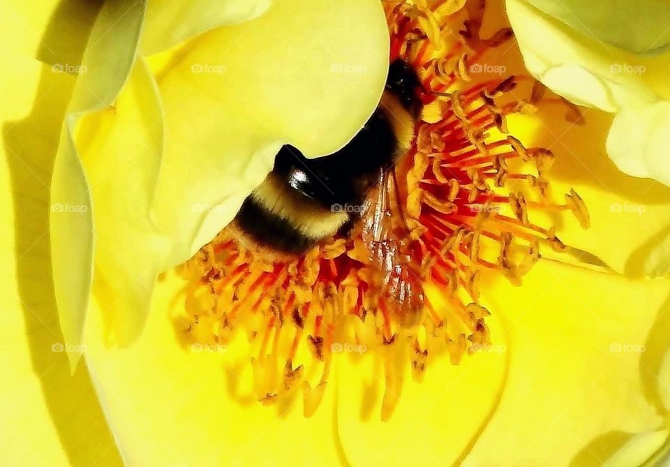 Bumble bee in yellow flower