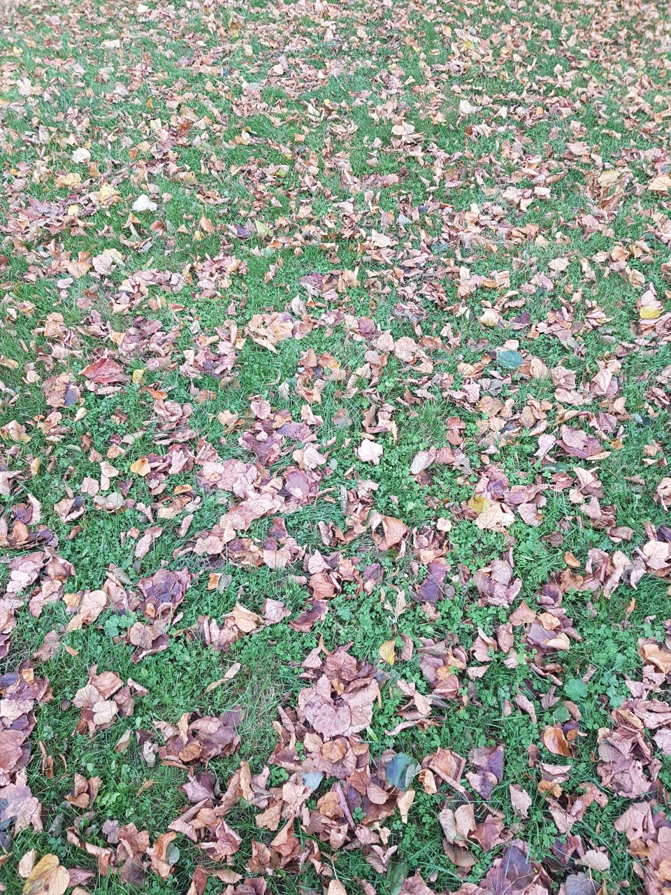 Leafs on lawn