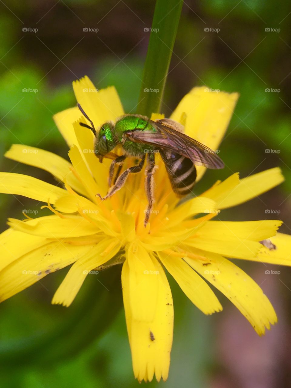 Bee searching for pollen