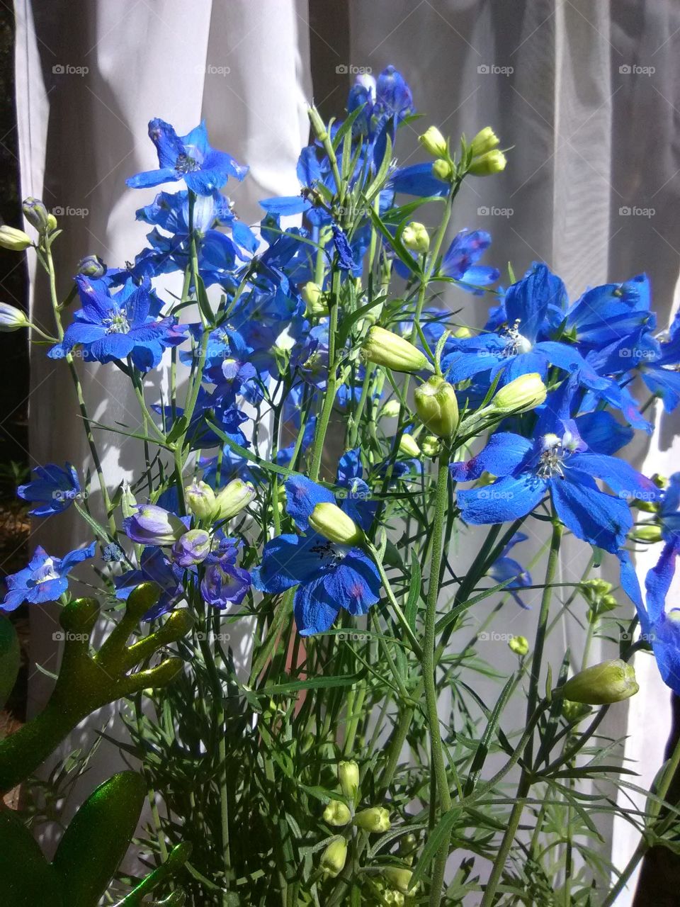 blue flowers