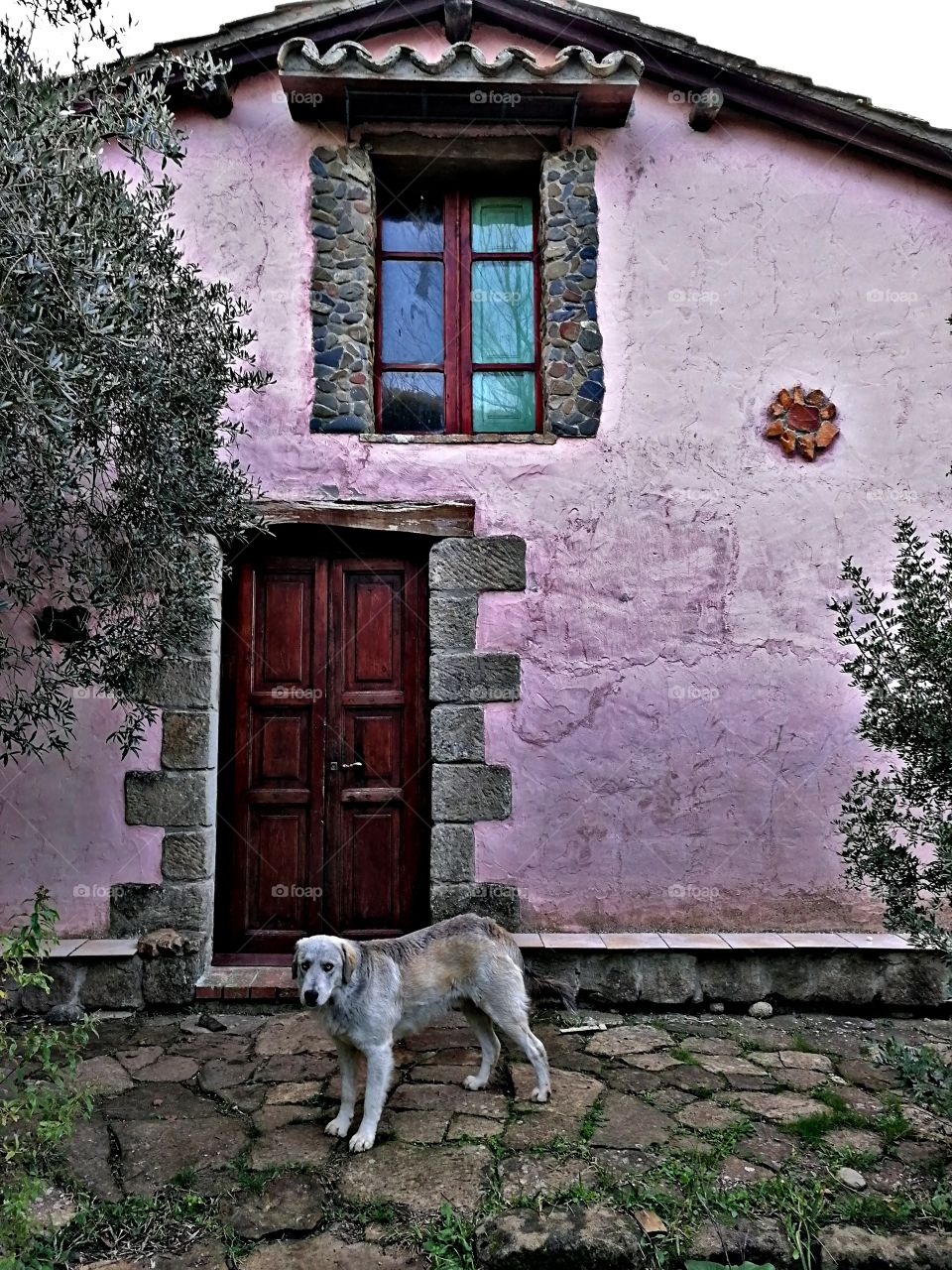 pink house tree and dog