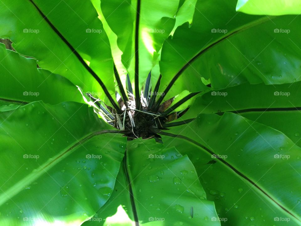 green leaf from my garden 