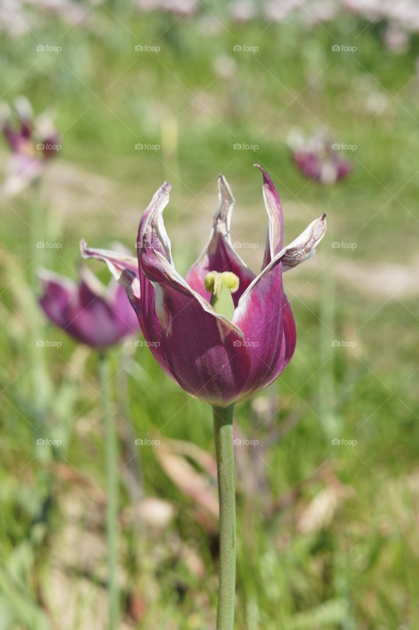 Tulip. Tulip