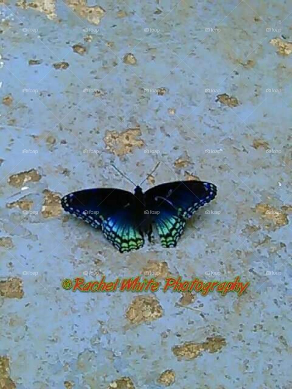 Nature appears in front of me allowing me to appreciate the beauty of colors and wildlife