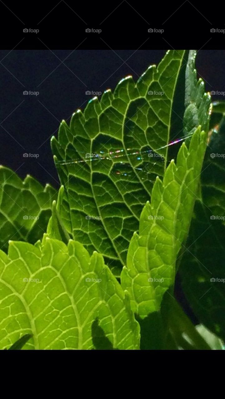 leaf