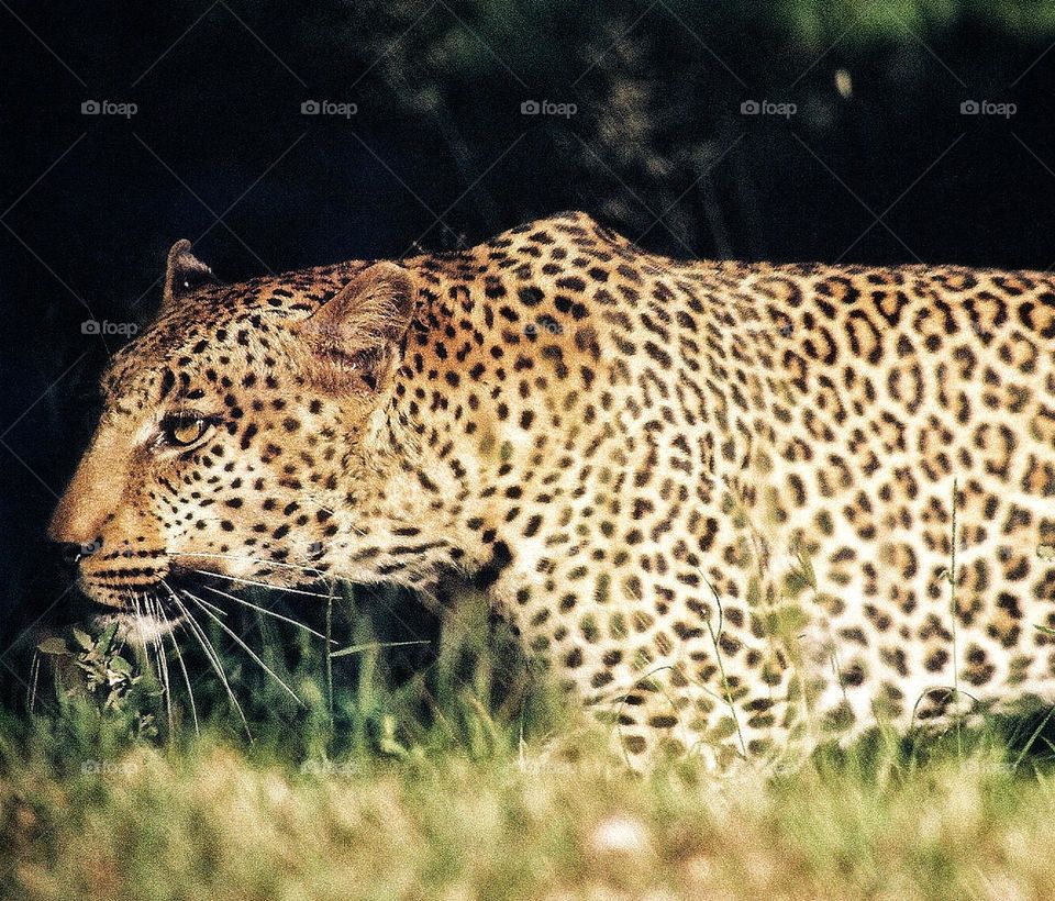 Leopard stalking late afternoon.