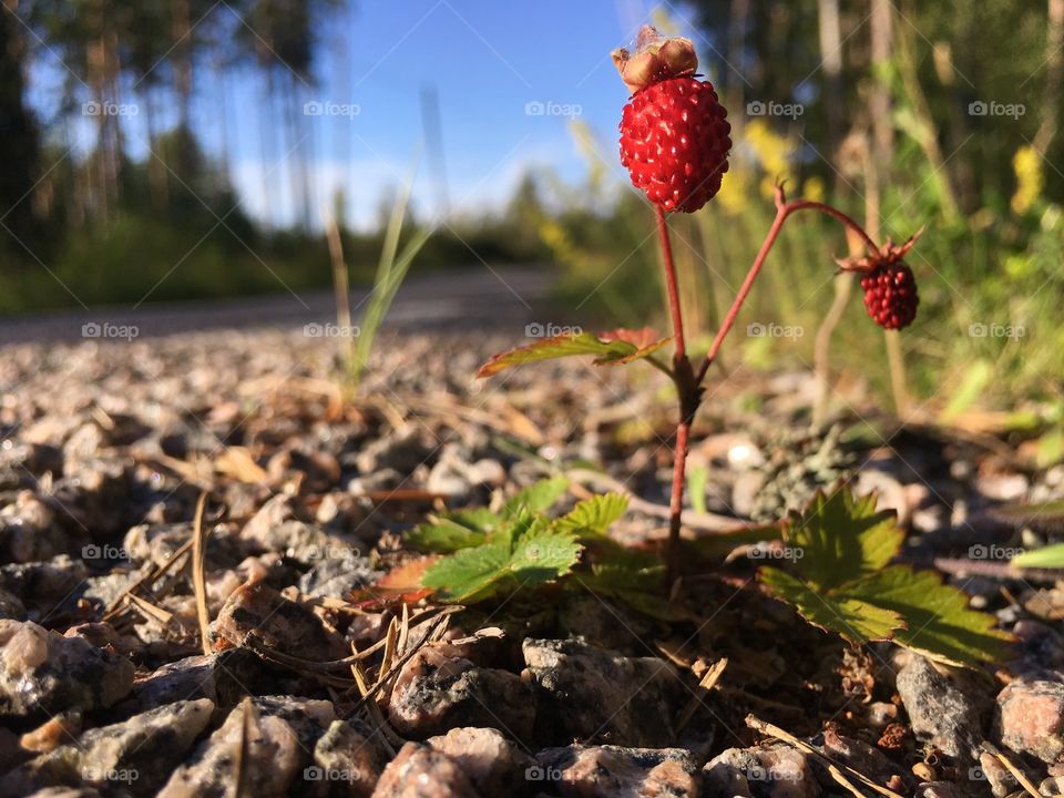 Wild strawberry by the road.